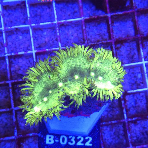 Catalaphyllia Jardinei Fluo Green WYSIWYG #B0322