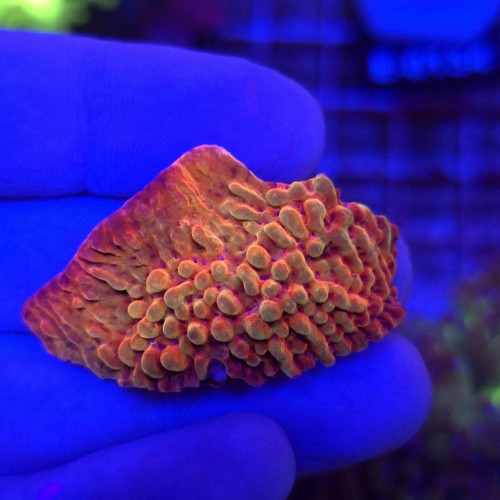 Montipora Jason Fox - frag 