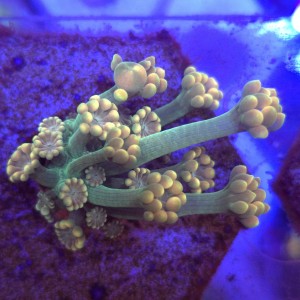 Alveopora Orange - frag 