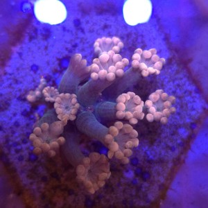 Alveopora Orange Tips -  Frag 