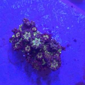 Goniopora Glitter – FRAG 