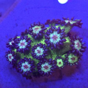 Goniopora Glitter v2 – FRAG  