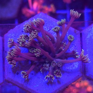 Goniopora Dark Pink – FRAG  