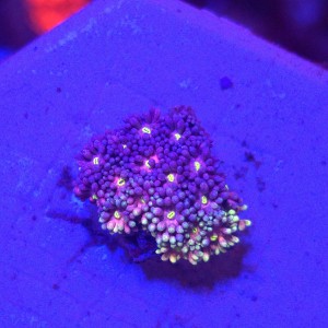 Goniopora Rainbow – FRAG  