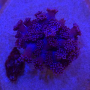 Goniopora Purple – FRAG