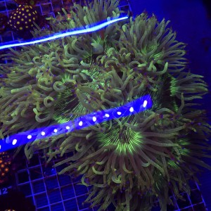 Catalaphyllia Jardinei Fluo XXL WYSIWYG #1