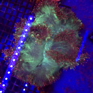 Catalaphyllia Jardinei Fluo Pink Tips XL WYSIWYG 