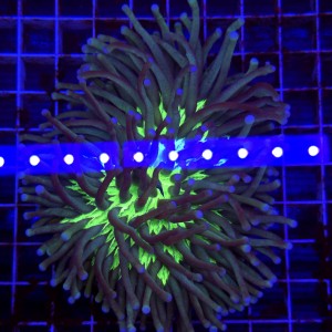 Heliofungia actiniformis Fluo mouth WYSIWYG 