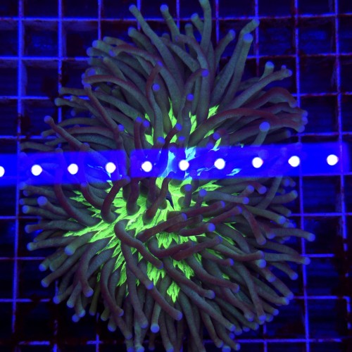 Heliofungia actiniformis Fluo mouth WYSIWYG 