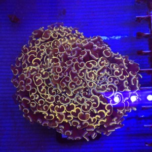 Euphyllia Ancora Gold WYSIWYG #40