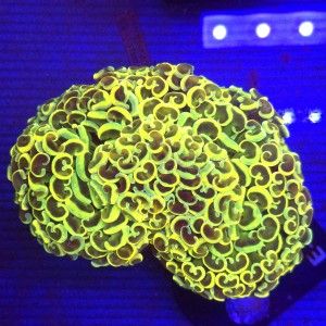 Euphyllia Ancora Rainbow Gold WYSIWYG #41