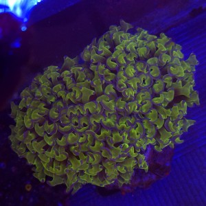 Euphyllia Ancora Green WYSIWYG 