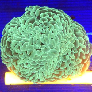 Euphyllia Ancora Green WYSIWYG  #2
