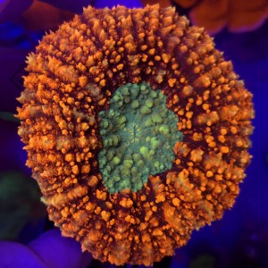 Lobophyllia Rainbow Red WYSIWYG  #G0014