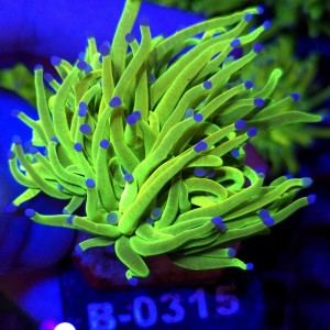 Euphyllia Glabrescens OG Holy Grail HG (2 głowy) WYSIWYG #B0315