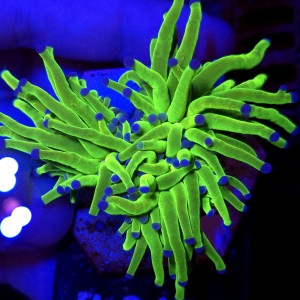 Euphyllia Glabrescens OG Holy Grail HG (3 głowy) WYSIWYG #B0479
