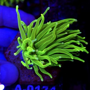 Euphyllia Glabrescens OG Holy Grail HG WYSIWYG #A0134