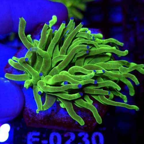 Euphyllia Glabrescens Green Blue tips WYSIWYG #E0230