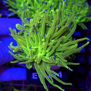 Euphyllia Glabrescens OG Holy Grail HG (2 głowy) WYSIWYG #E0211