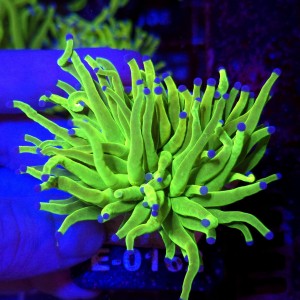 Euphyllia Glabrescens OG Holy Grail HG WYSIWYG #E0162