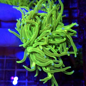 Euphyllia Glabrescens OG Holy Grail HG (2 głowy) WYSIWYG #E0030
