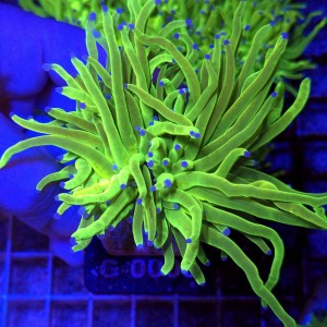 Euphyllia Glabrescens OG Holy Grail HG (2 głowy) WYSIWYG #G0003