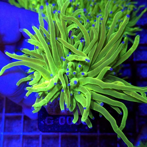 Euphyllia Glabrescens OG Holy Grail HG (2 głowy) WYSIWYG #G0003