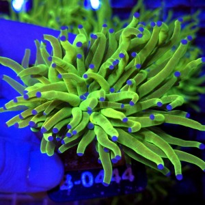 Euphyllia Glabrescens OG Holy Grail HG (2 głowy) WYSIWYG #B0444