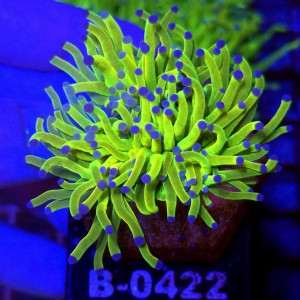 Euphyllia Glabrescens OG Holy Grail HG (2 głowy) WYSIWYG #B0422