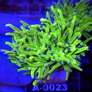Euphyllia Glabrescens OG Holy Grail HG (2 głowy) WYSIWYG #A0023