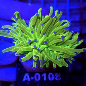 Euphyllia Glabrescens OG Holy Grail HG (2 głowy) WYSIWYG #A0108