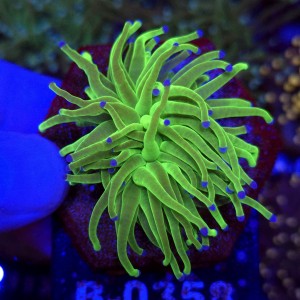 Euphyllia Glabrescens Green Blue tips WYSIWYG #B0358