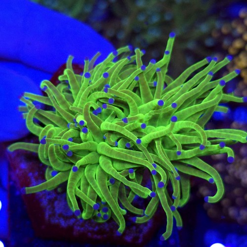 Euphyllia Glabrescens Green Blue tips (2 głowy) WYSIWYG #E0040