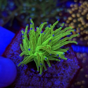 Euphyllia Glabrescens Green Blue tips WYSIWYG #A0113