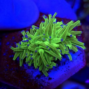 Euphyllia Glabrescens Green Blue tips WYSIWYG #A0157