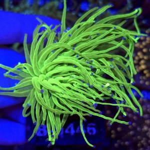 Euphyllia Glabrescens Green Blue tips (2 głowy) WYSIWYG #B0446