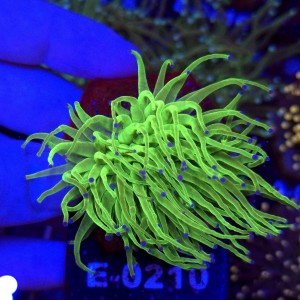Euphyllia Glabrescens Green Blue tips (2 głowy) WYSIWYG #E0210