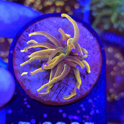 Euphyllia Glabrescens Holy Grail US Style WYSIWYG #B0265