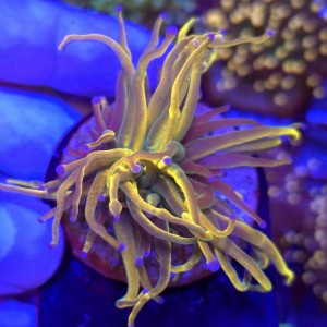 Euphyllia Glabrescens Holy Grail US Style WYSIWYG #E0087
