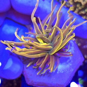Euphyllia Glabrescens Holy Grail US Style WYSIWYG #B0384