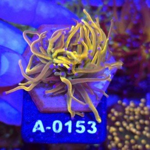 Euphyllia Glabrescens Holy Grail US Style WYSIWYG #A0153