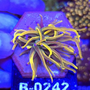 Euphyllia Glabrescens Holy Grail US Style WYSIWYG #B0242