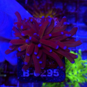 Euphyllia Cristata Tiger Torch WYSIWYG #B0295