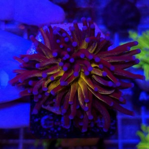 Euphyllia Cristata Tiger Torch WYSIWYG #G0008