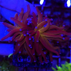 Euphyllia Cristata Tiger Torch (2 głowy) WYSIWYG #G0033