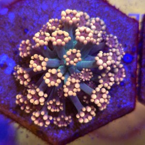 Alveopora Pastel Rainbow - frag  