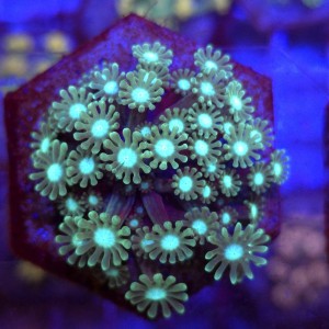 Alveopora Green Ice - frag 