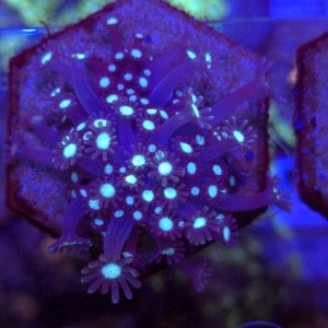 Alveopora Purple Ice - frag  