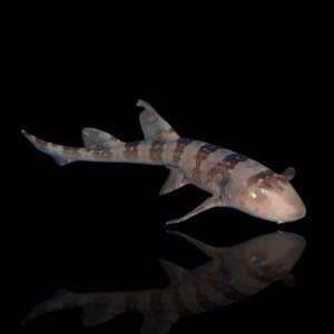 Chiloscyllium plagiosum (20 cm) – rekin bambusowy / Bamboo Shark | ryba morska