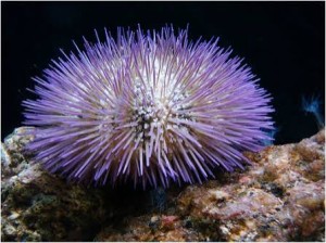 Echinodermata sp. Purple – jeżowiec Purple Urchin | akwarium morskie